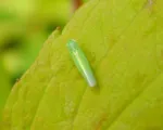 Smaller green leafhopper