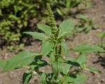 Smooth Pigweed (Amaranthus hybridus) care guide