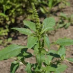 Smooth Pigweed (Amaranthus hybridus) – plant photo