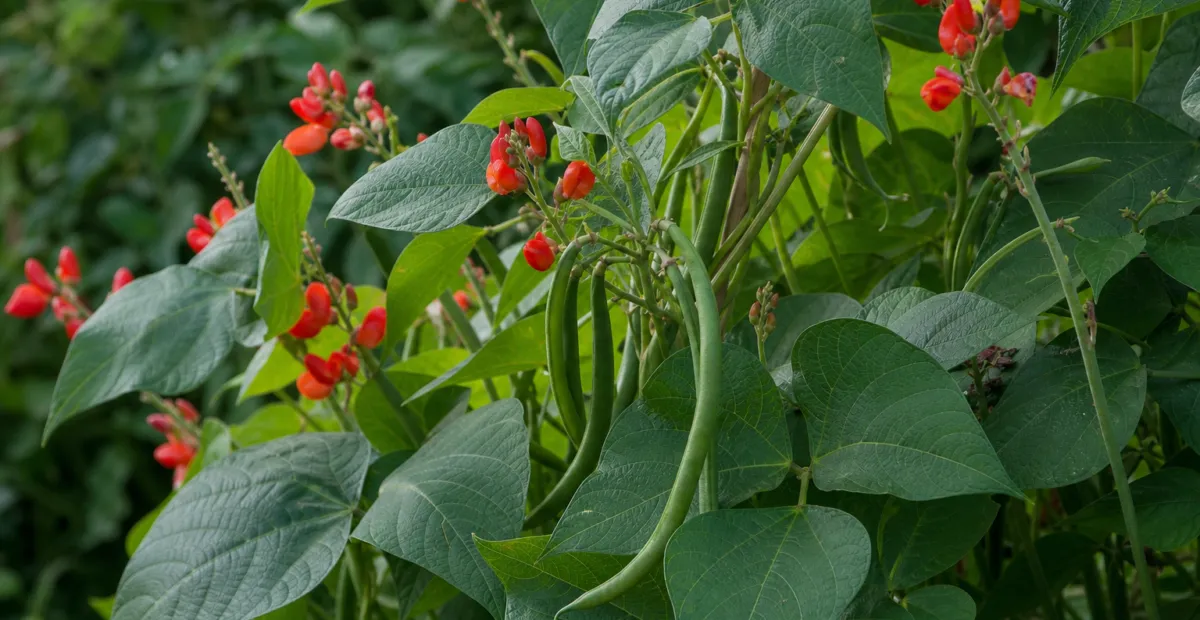 snap bean (Phaseolus coccineus) – plant photo