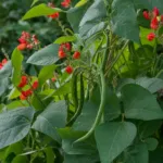 snap bean (Phaseolus coccineus) – plant photo