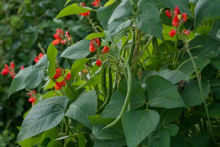 Phaseolus coccineus