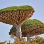Sokotrischer Drachenbaum (Dracaena cinnabari) – Pflanzenfoto