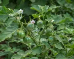 Solanum aethiopicum care guide