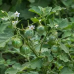 Solanum aethiopicum care guide (Solanum aethiopicum) – plant photo