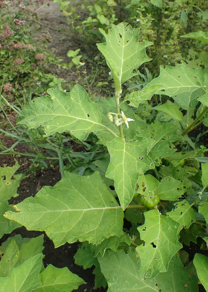 Solanum aethiopicum – pestovanie a (Solanum aethiopicum) – v záhrade, fotografia rastliny