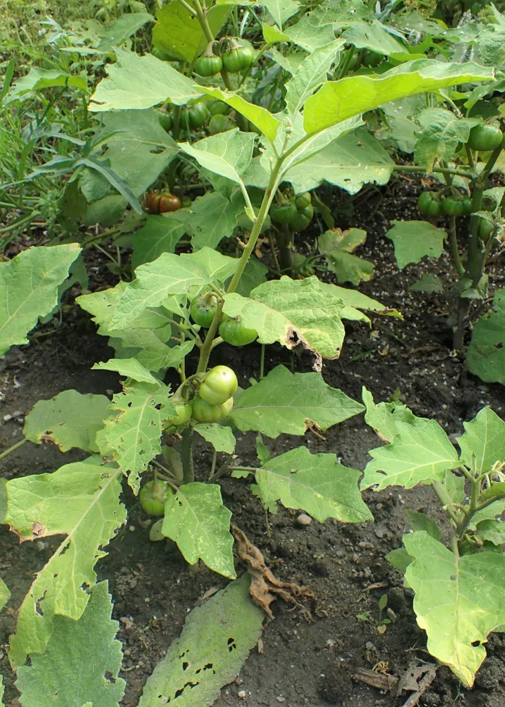 Solanum aethiopicum – pestovanie a (Solanum aethiopicum) – v záhrade, fotografia rastliny