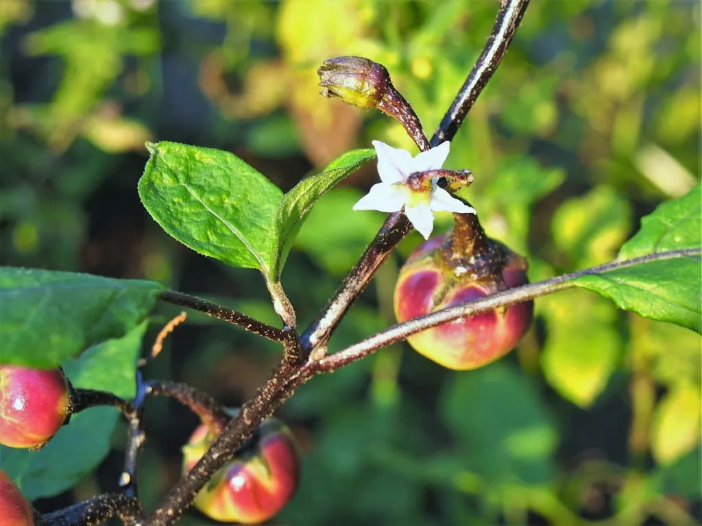 Solanum aethiopicum – pestovanie a (Solanum aethiopicum) – plody zblízka, fotografia rastliny