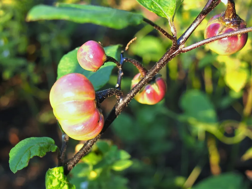 Solanum aethiopicum – pestovanie a (Solanum aethiopicum) – plody zblízka, fotografia rastliny