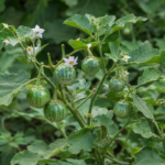 Solanum aethiopicum – pestovanie a starostlivosť (Solanum aethiopicum) – fotografia rastliny