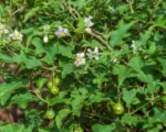 Solanum macrocarpon care guide