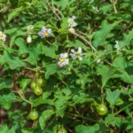 Solanum macrocarpon care guide (Solanum macrocarpon) – plant photo