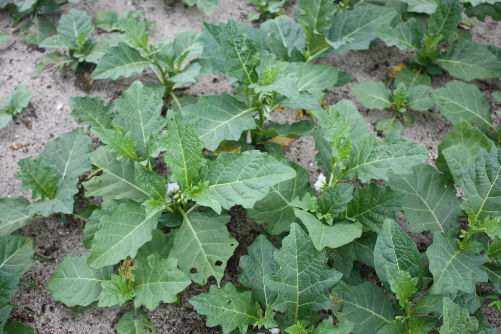 Solanum macrocarpon – (Solanum macrocarpon) – typisches Erscheinungsbild, Pflanzenfoto