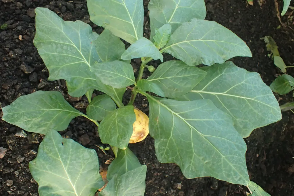 Solanum macrocarpon – (Solanum macrocarpon) – im Garten, Pflanzenfoto
