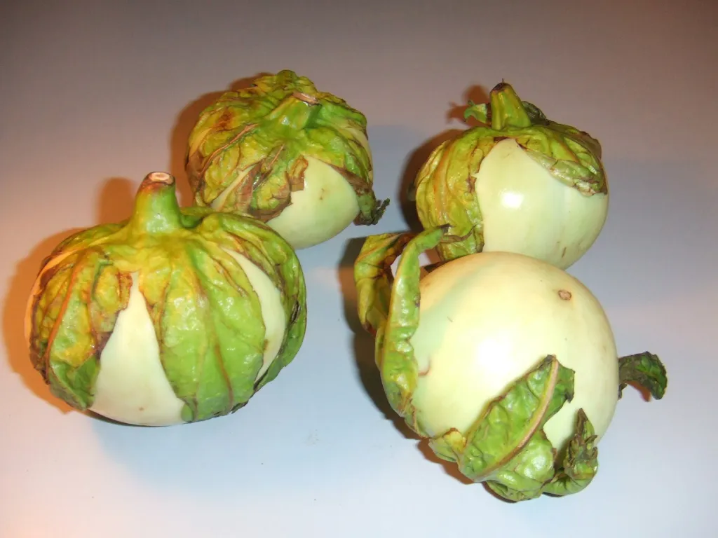 Solanum macrocarpon – (Solanum macrocarpon) – typisches Erscheinungsbild, Pflanzenfoto
