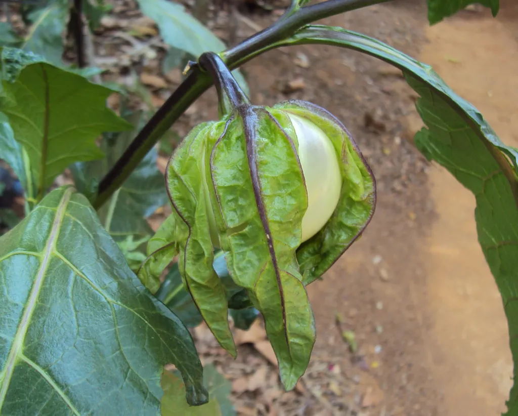 Solanum macrocarpon – (Solanum macrocarpon) – typisches Erscheinungsbild, Pflanzenfoto