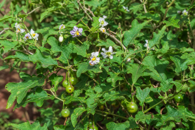Solanum macrocarpon