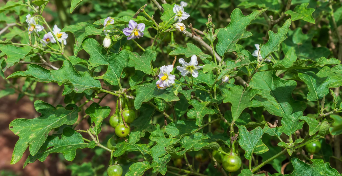 Solanum macrocarpon – Pflanzenfoto