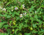 Solanum macrocarpon – Pflege