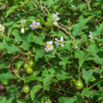 Solanum macrocarpon – (Solanum macrocarpon) – Pflanzenfoto