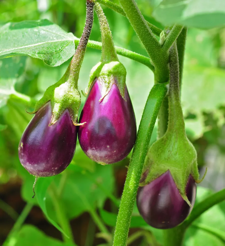 eggplant (Solanum melongena) – fruit in close-up, plant photo