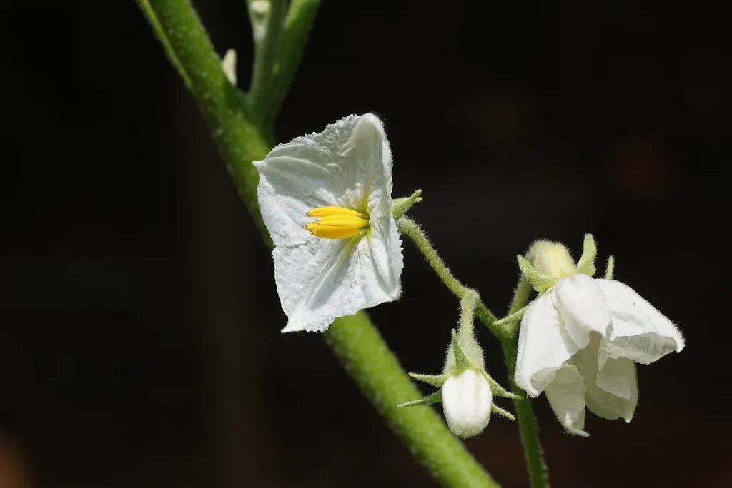 eggplant (Solanum melongena) – characteristic appearance, plant photo