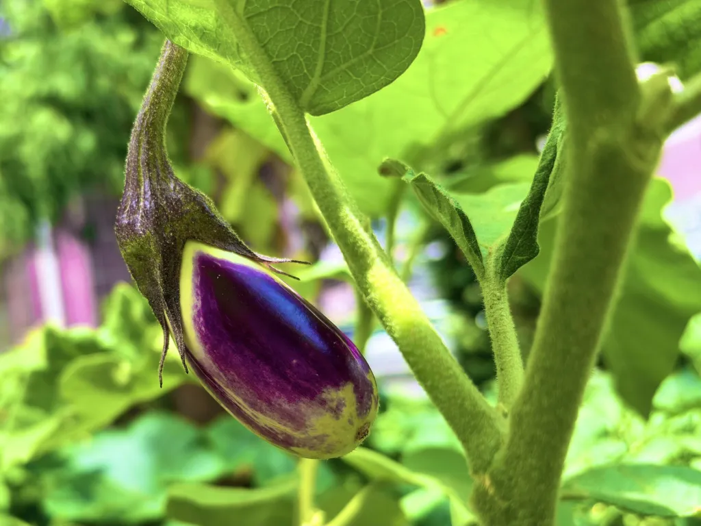 eggplant (Solanum melongena) – characteristic appearance, plant photo