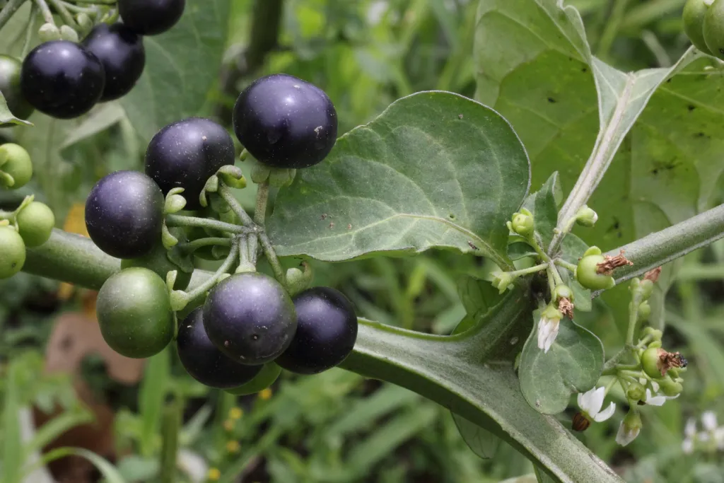 Garden Huckleberry (Solanum scabrum) – plant photo