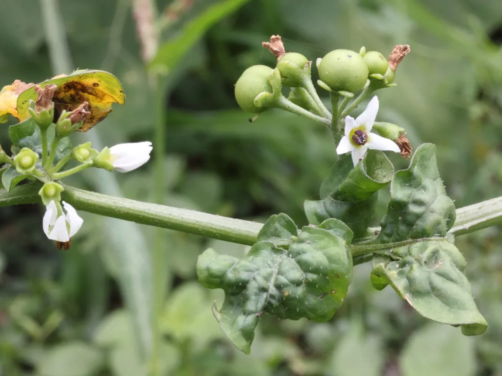 Garden Huckleberry (Solanum scabrum) – characteristic appearance, plant photo