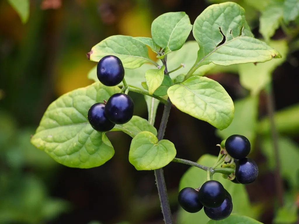 Garden Huckleberry (Solanum scabrum) – fruit in close-up, plant photo