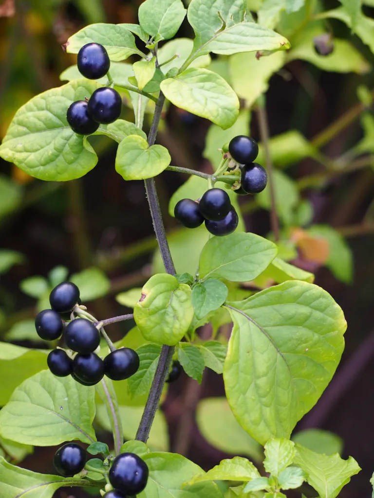 Garden Huckleberry (Solanum scabrum) – fruit in close-up, plant photo