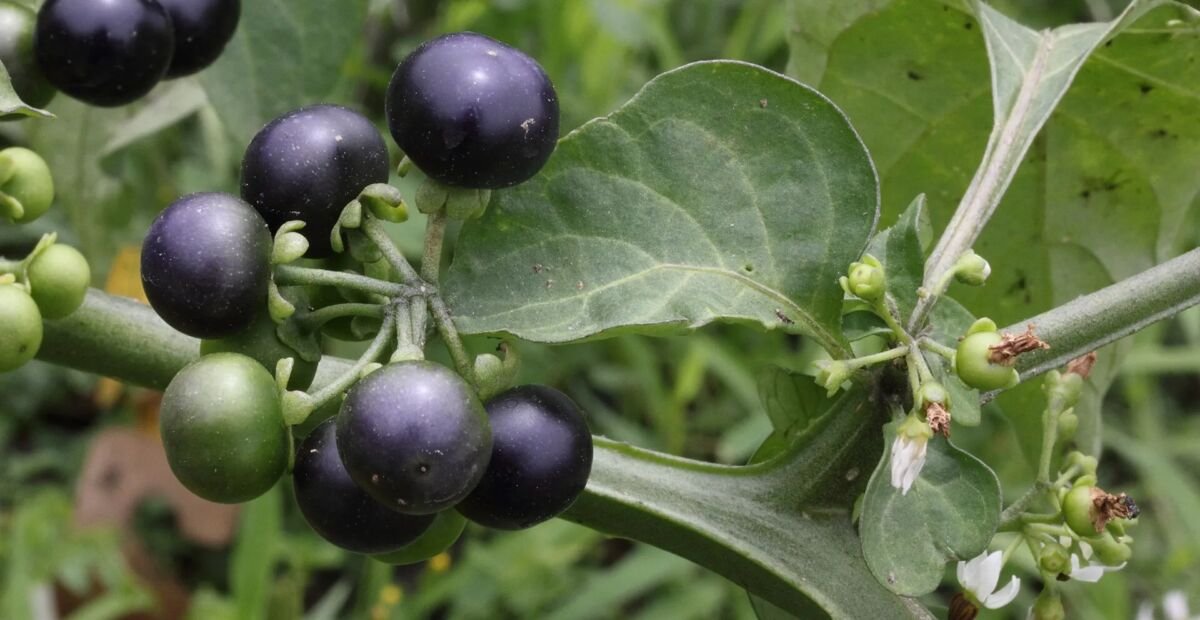 Solanum scabrum – fotografia rastliny
