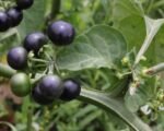 Solanum scabrum – pestovanie a starostlivosť