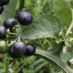 Solanum scabrum – (Solanum scabrum) – Pflanzenfoto