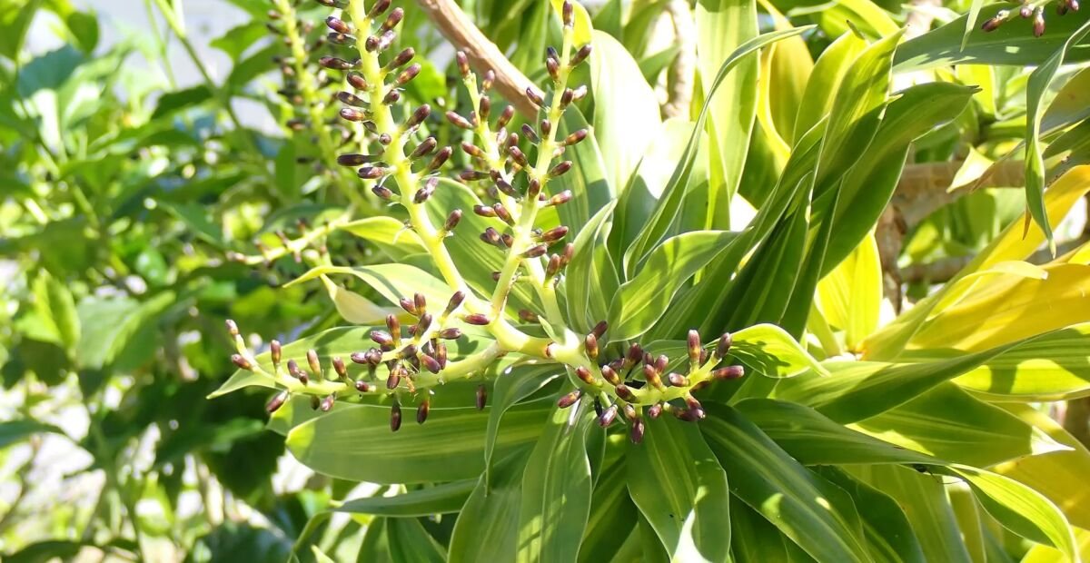 Dracaena reflexa 'Song of Jamaica' – fotografia rastliny