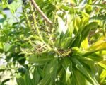 Song of Jamaica (Dracaena reflexa ‘Song of Jamaica’)
