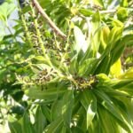 Song of Jamaica (Dracaena reflexa ‘Song of Jamaica’) (Dracaena reflexa 'Song of