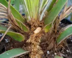 South American palm borer
