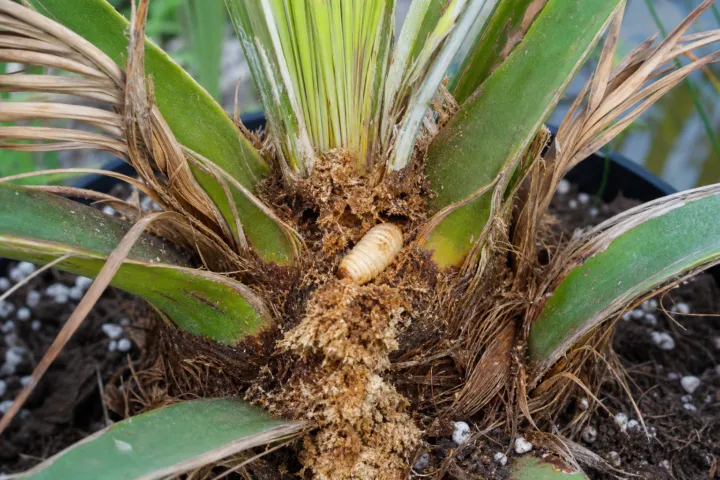 South American palm borer