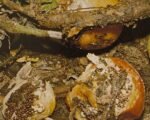 Southern blight