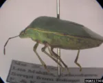 Southern Green Stink Bug