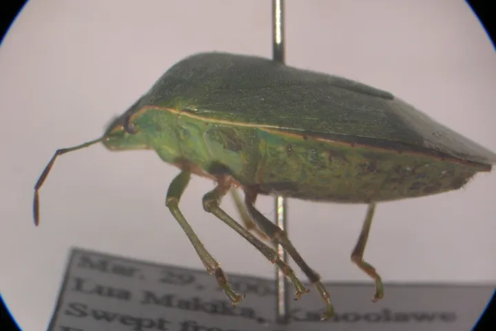 Southern Green Stink Bug