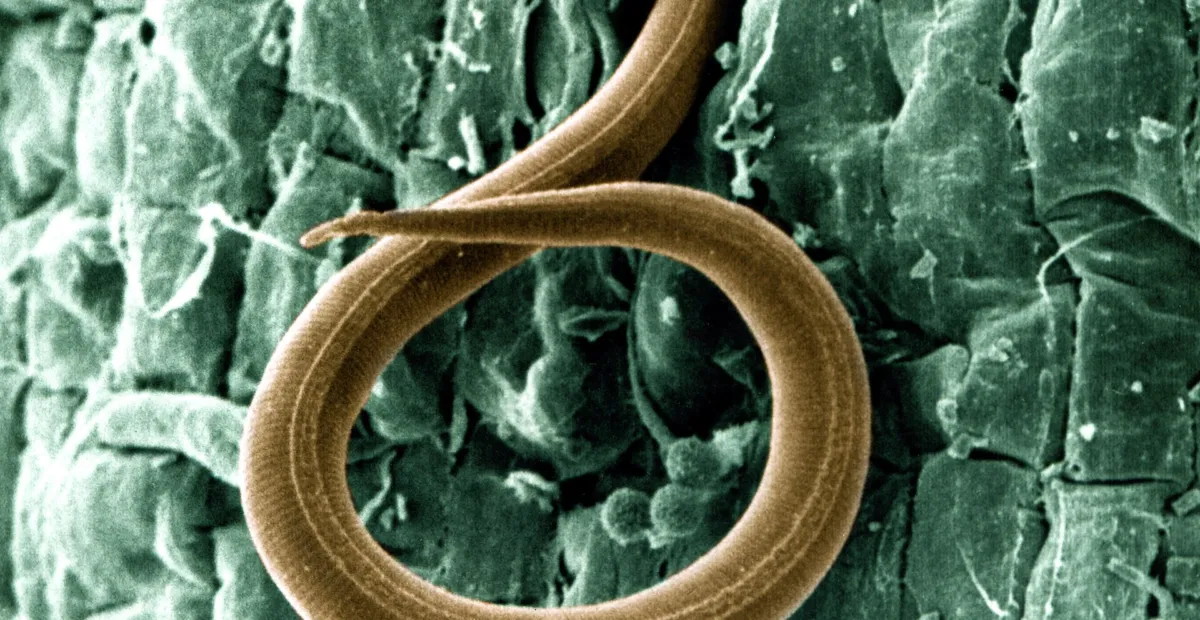 Southern root-knot nematode