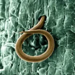 Southern root-knot nematode