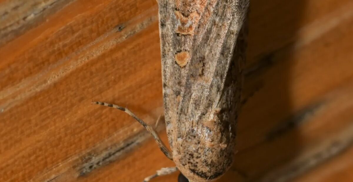 Sova repová (Spodoptera exigua)