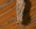 Sova repová (Spodoptera exigua)