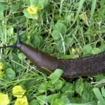 Spanische Wegschnecke