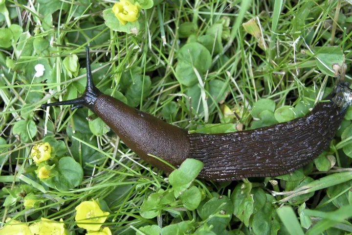 Spanische Wegschnecke