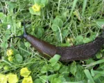 Spanish Slug