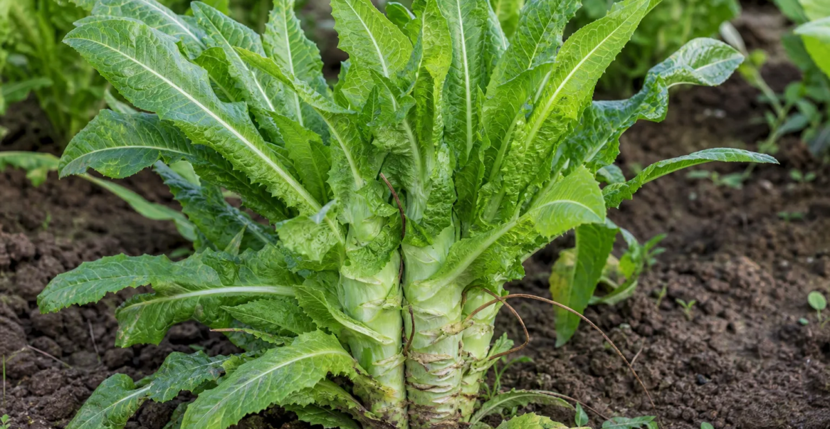 Spargelsalat (Lactuca sativa Angustana Group) – Pflanzenfoto